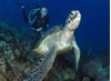 Picture of Advanced Open Water Diver
