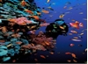 Picture of Advanced Open Water Diver
